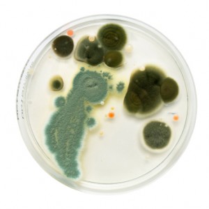 mold hazards petri dish